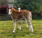 Welsh Section A Broodmares with Filly Foals at Foot