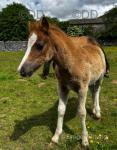 Welsh Section A Broodmares with Filly Foals at Foot