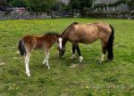 Welsh Section A Broodmares with Filly Foals at Foot
