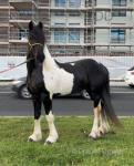 Ride & Drive Horse