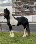 Ride & Drive Horse