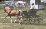 Marathon Carriage, Spider Phaeton & Harness