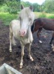 13.1hh Riding Gelding & Yearling Welsh Section A Colt