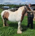 12hh Broodmare with Colt Foal at Foot