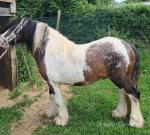 12hh Broodmare with Colt Foal at Foot