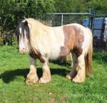 12hh Broodmare with Colt Foal at Foot