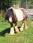 12hh Broodmare with Colt Foal at Foot
