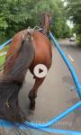 Rodney, 15.2hh Standardbred Ride & Drive Gelding