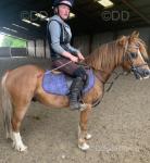 12.2hh WPB Ride and Drive Gelding 