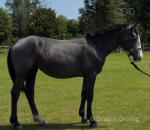 Yearling Irish Draughts