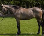 Yearling Irish Draughts