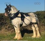 Elite Tack & Harness