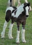 Colt Foal