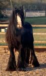 Colt Foal