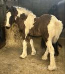 Colt Foal
