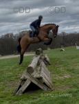 16hh Riding Mare