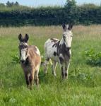 Rosie & Bella, Jenny Donkeys
