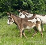 Rosie & Bella, Jenny Donkeys