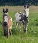 Rosie & Bella, Jenny Donkeys