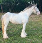 2 Year Old Filly