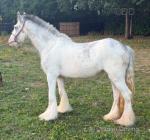 2 Year Old Filly