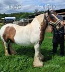 12hh Broodmare with Colt Foal at Foot