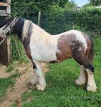 12hh Broodmare with Colt Foal at Foot