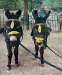 Riding Donkey Geldings