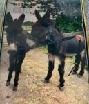 Riding Donkey Geldings