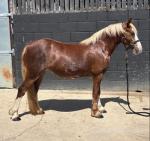 Missy, WPB Filly 