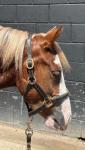 Missy, WPB Filly 