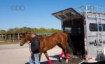 Horse Transport 