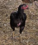 Pakistan Aseel Chickens