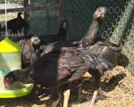 Pakistan Aseel Chickens