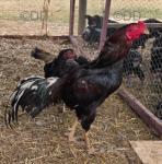 Pakistan Aseel Chickens