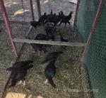 Pakistan Aseel Chickens