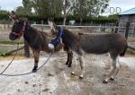 Molly and Mary, Jenny Donkeys