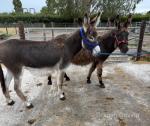 Molly and Mary, Jenny Donkeys