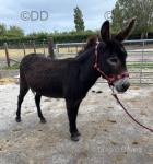 Marg, Jenny Donkey in Foal
