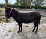 Marg, Jenny Donkey in Foal
