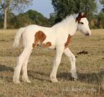 Colt Foals