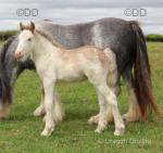 Colt Foals