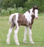 Colt Foals