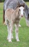 Colt Foals