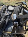 Cumbria Carriages Cart and Harness Tedex 