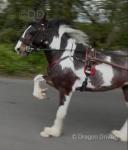 Driving Colt