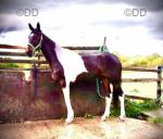 Driving Colt