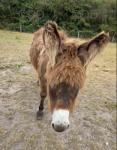 Connor, Donkey Gelding