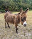 Connor, Donkey Gelding