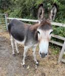 Lucy & Holly, 3 Year Old Jenny Donkeys